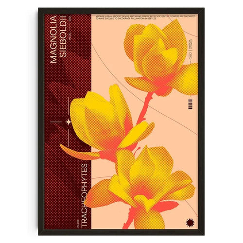 Magnolia